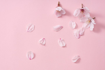 桜の花びら © sakura