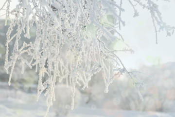 Winter frost branches snow and ice covered. Winter background.
