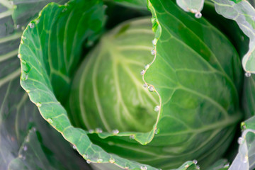 Obraz premium cabbage vegetable at fresh in the garden