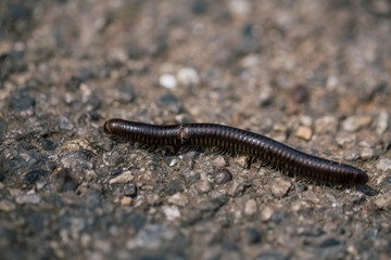 Black Centipede on the road in Italy