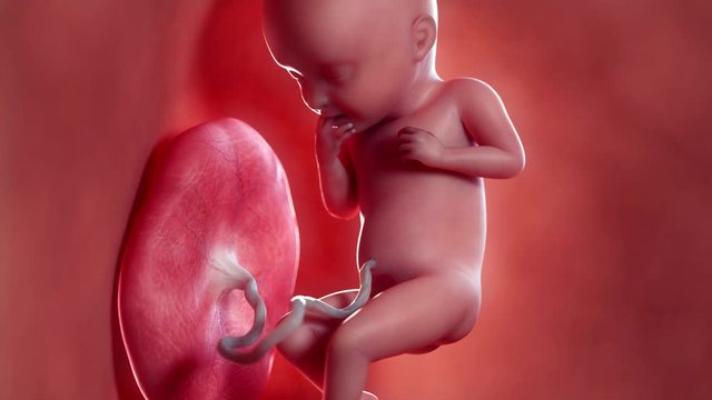 Medically accurate 3d animation of a fetus - week 32