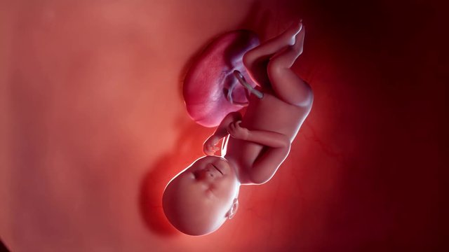 Medically accurate 3d animation of a fetus - week 37