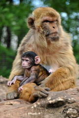 Barbary macaque monkey mother with her baby on her lap