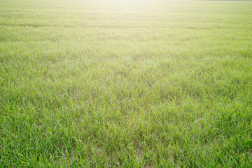 Obraz na płótnie Canvas green grass meadow
