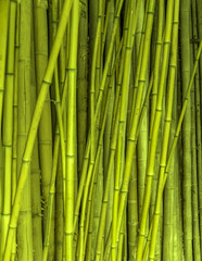 bamboo stalks background