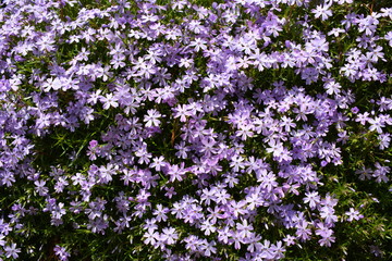 Obraz premium Bed of Flowers