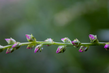 Abstract designs flower