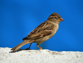 bird