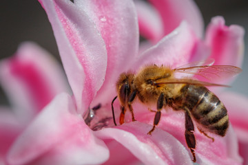 Bee on a pink flower collecting pollen and gathering nectar to produce honey in the hive