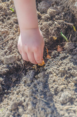 planting bulbs as a girl on a Sunny day