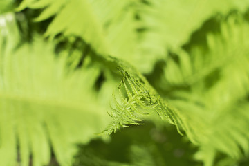 Green fern Leaves