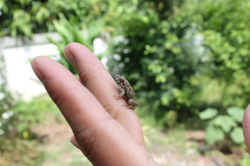 little frog on hand