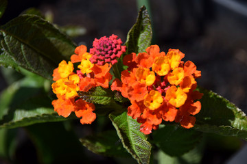 Lantana camara flowers lit by the spring sun