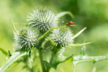 Soldier beetle on thistle