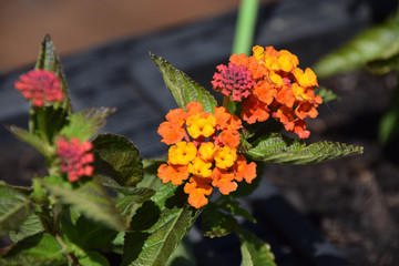Lantana camara flowers and leaves in the morning sun