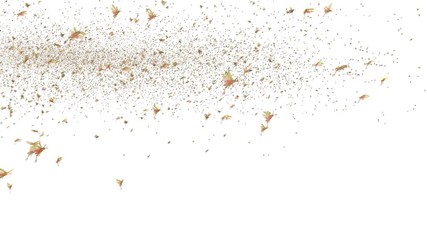 Locust Swarm with alpha channel