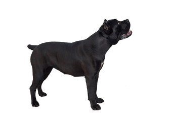 Cane corso or italian mastiff isolated on a white background. Pet animals. Eight month old.