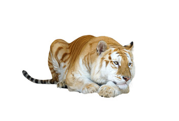 golden tabby tiger or strawberry tiger