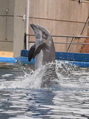 delfin