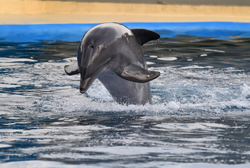 delfin