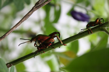 Beetle is mating