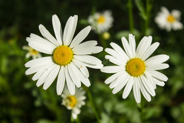 two white and yellow chamomile in garden