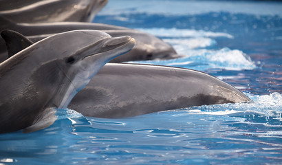 delfines © alberto
