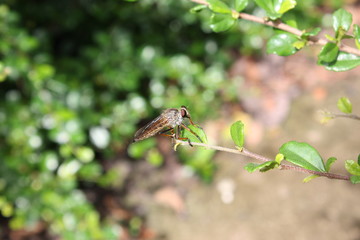 insect in nature