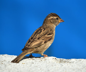 bird