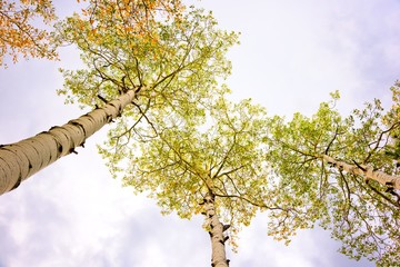 Fototapeta premium Aspen Trees near Winter Park Colorado