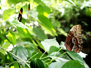 mehrere Schmetterlinge