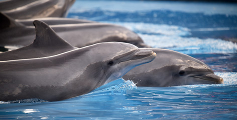 DELFIN © alberto