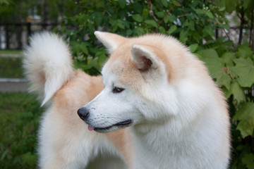 Akita inu close up. Akita ken or japanese akita.