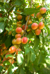 good harvest of golden cherry plum on the tree