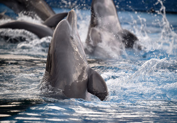 delfin © alberto