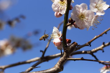 梅と蜜蜂