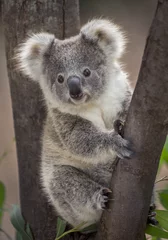 Zelfklevend Fotobehang Baby koalabeer. © apple2499