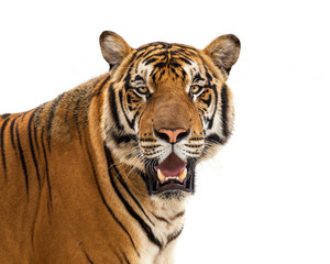 Fototapeta na wymiar tiger isolated