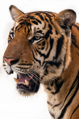 Fototapeta premium tiger isolated