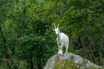 white goat standing on a stone