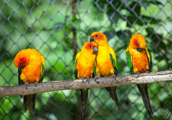 Colorful couple parrots Cute sitting on a log.