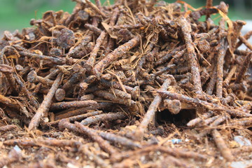 Many rusted nail,Group of Iron rust,Metal surface becomes brown from deterioration