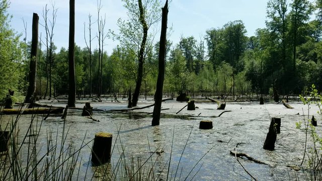Froschgesang im Moorteich - Kaltenhofer Moor - Schleswig-Holstein