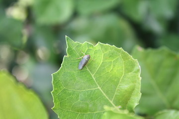 insect and plant