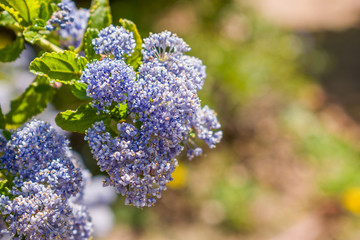Ceanothus thyrsiflorus, blueblossom or "Californian lilac". Sun or semi-shade bush with light blue flowers in spring.