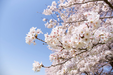 淀川河川公園背割堤地区の桜