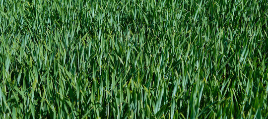 Plants: Growing wheat field in Eastern Thuringia in May 