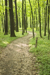 green forest in the summer
