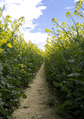 Fototapeta na wymiar Tegwitz / Germany: Closeup of a track in a yellow blooming rapeseed field