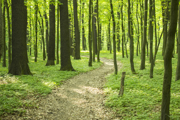 green forest in the summer